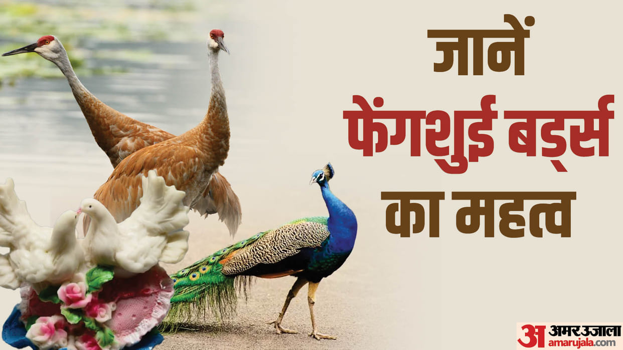 FengShui Birds Symbols and What They Mean Long Life GoodLuck Marriage Wisdom in Hindi