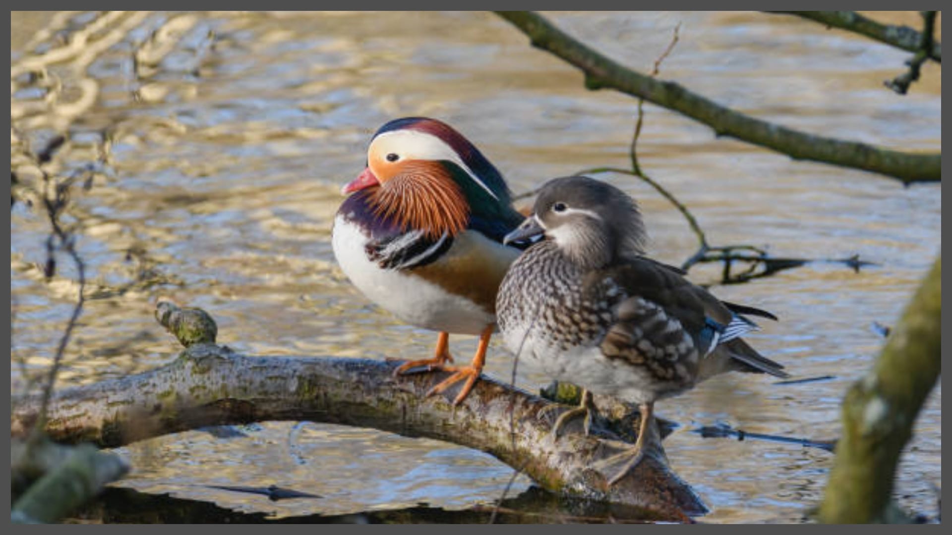 FengShui Birds Symbols and What They Mean Long Life GoodLuck Marriage Wisdom in Hindi