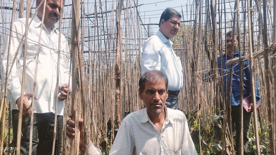 Lalitpur News Loss of lakhs due to fire in betel field