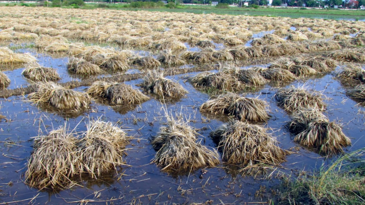 UP: 10 year rain record broken in Muzaffarnagar and farmers are worried due to failure of wheat crop