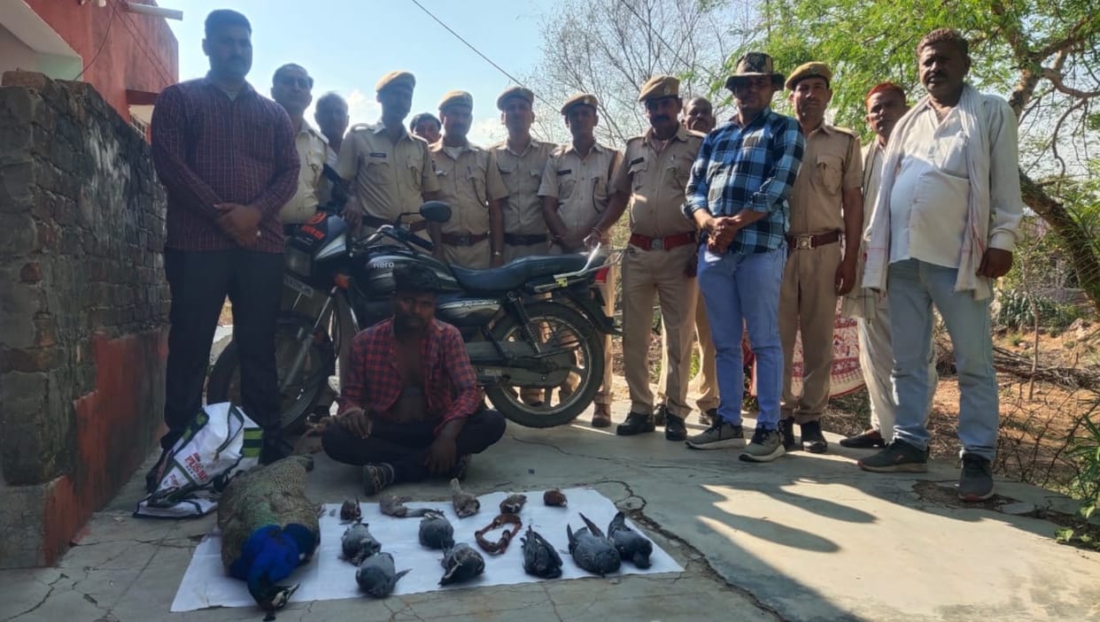 Seven pigeons including peacock hunted in Sawai Madhopur one accused arrested two absconding