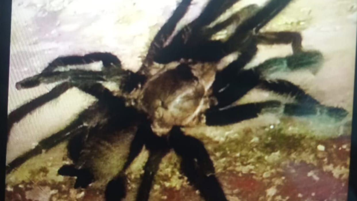 woman fainted due to tarantula spider bite in Chhattisgarh Korba