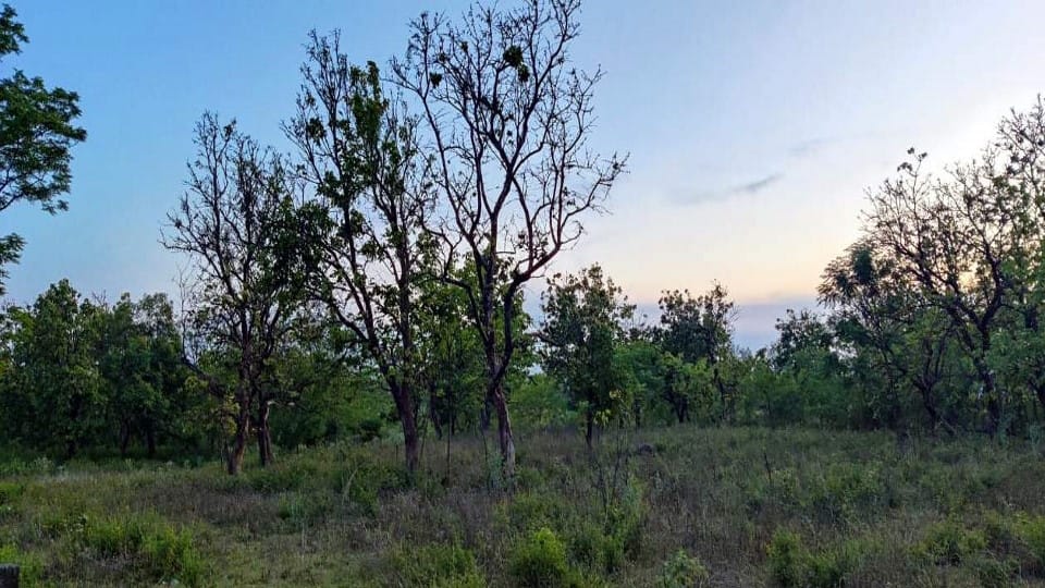 Twin City will be built on 719 hectares of Arcadia Tea Garden in Dehradun