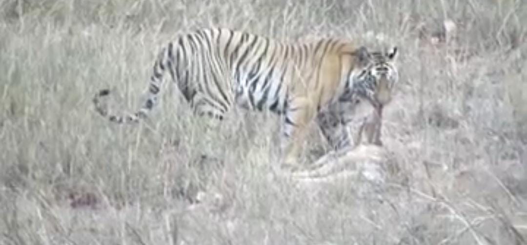 Bandhavgarh Tiger Reserve: The dreaded tiger hunted the chital