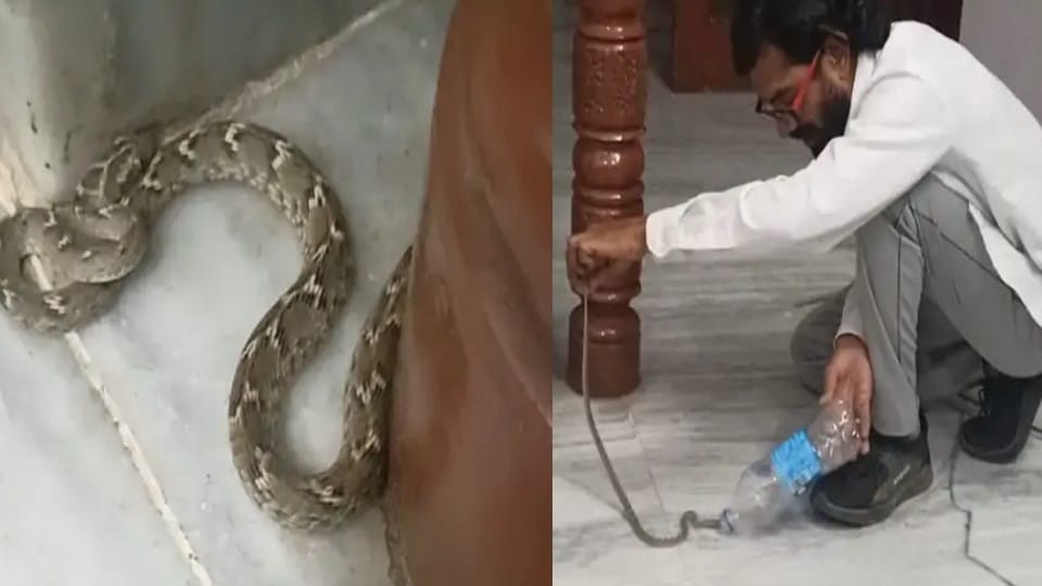 Venomous snake from king cobra found in Indore's house