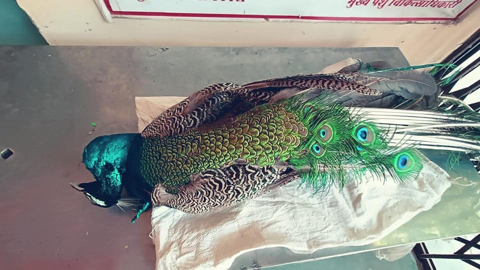 Peacock died due to dog attack in Aligarh