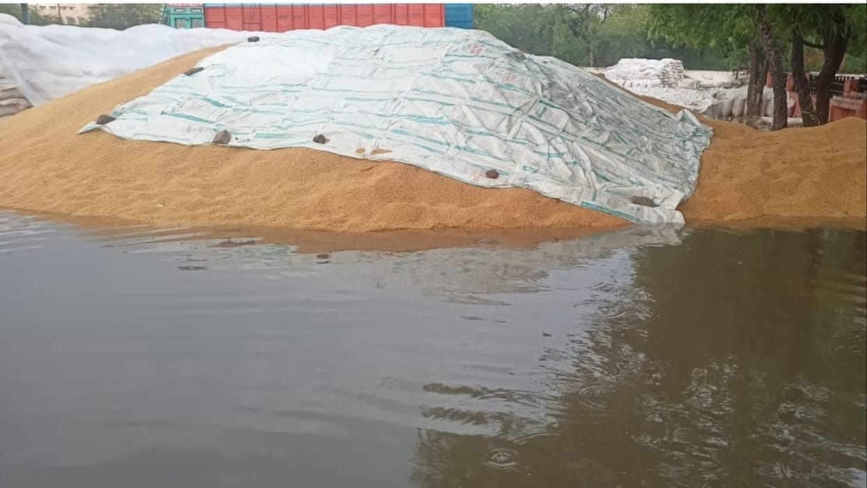 Wheat arrival, procurement and lifting disrupted for three days due to rain in Haryana