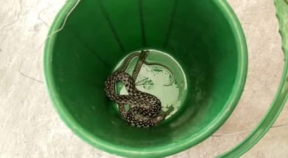 Bihar News: The snake bitten him too; the elderly man reached the hospital, saved his life; Bihari spirit