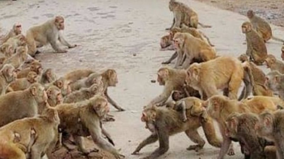 Due to terror of monkeys nets protecting themselves in the houses