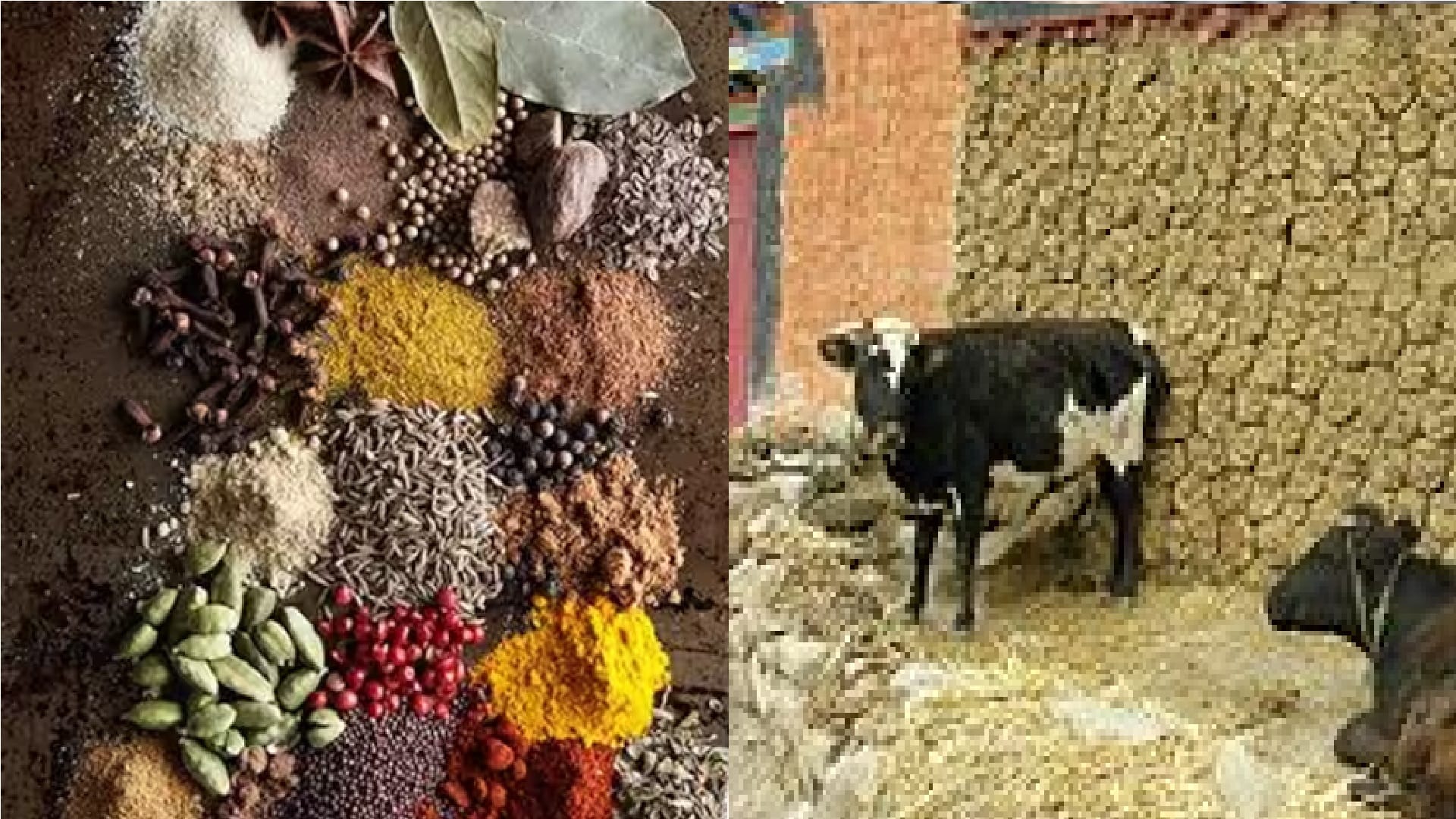 Delhi HC directs Google to take down from YouTube videos claiming Indian spices contain cow dung