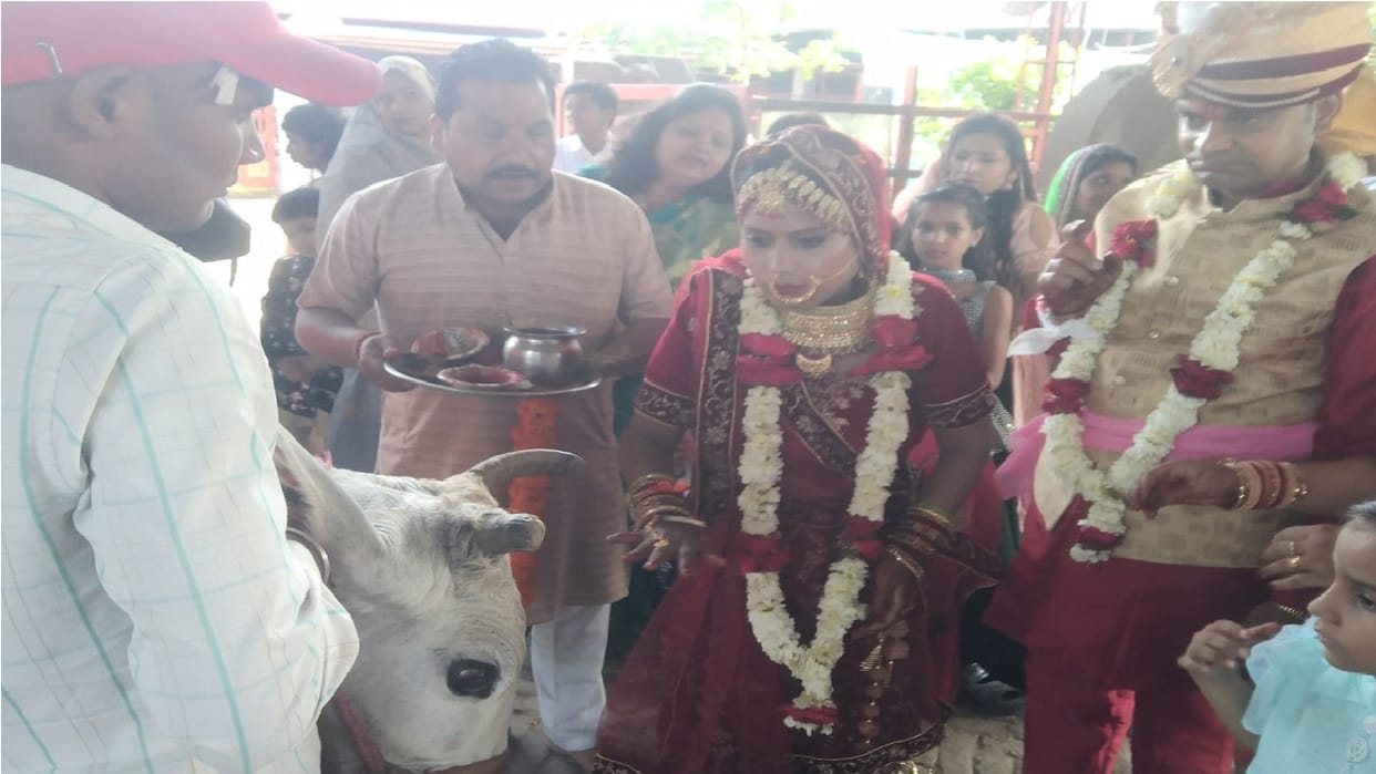 Bride and Groom made seven rounds for cow in Ballabhgarh of Faridabad