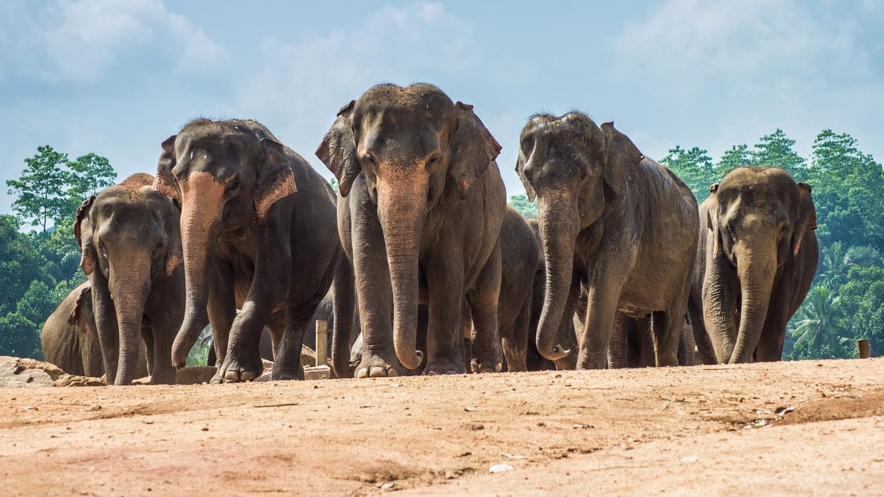 Jharkhand: A herd of elephants in Latehar crashed to death three people including a three-year-old innocent