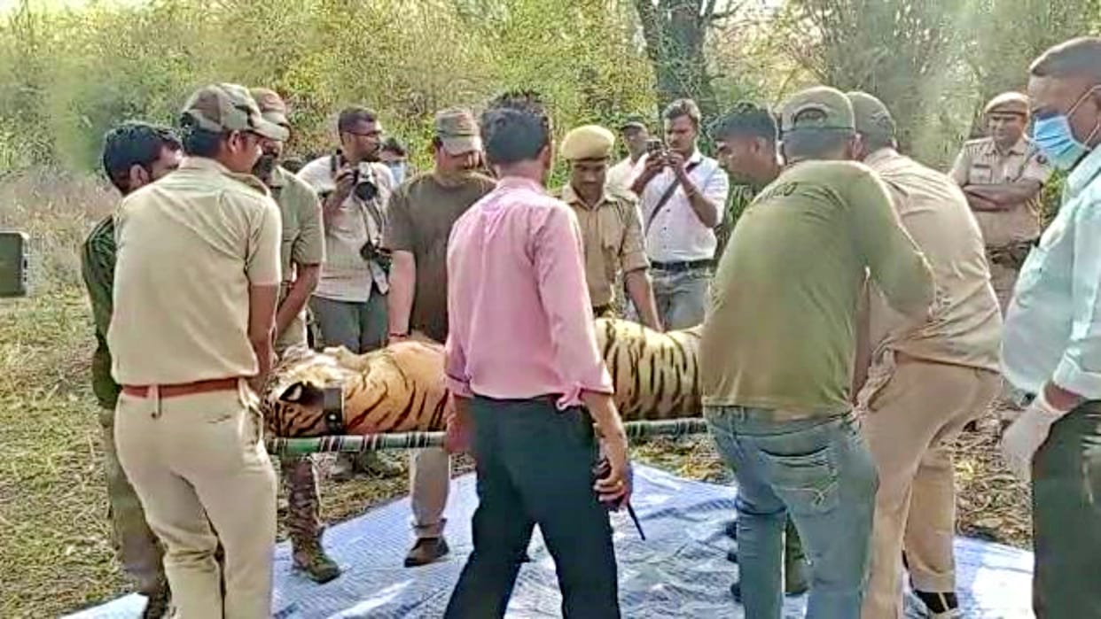 Tigress MT-4 dies in Kota Mukundra Tiger Reserve