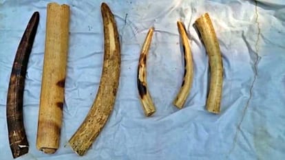 Three accused arrested for smuggling ivory in Pilani town of Jhunjhunu