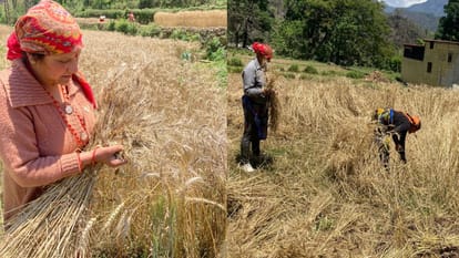 गेहूं की फसलें। सांकेतिक तस्वीर।