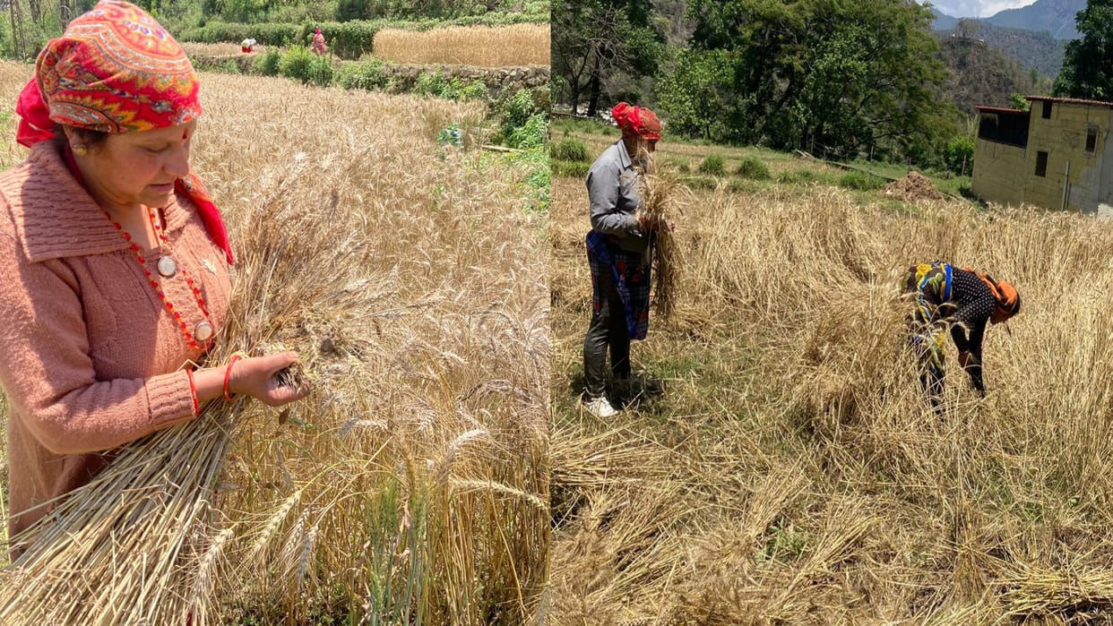Wheat production will increase worldwide 797 million tons preliminary estimate revealed