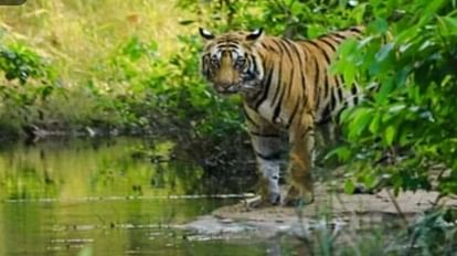 Tigress Radha's second daughter gave birth to three cubs in Nauradehi Sanctuary