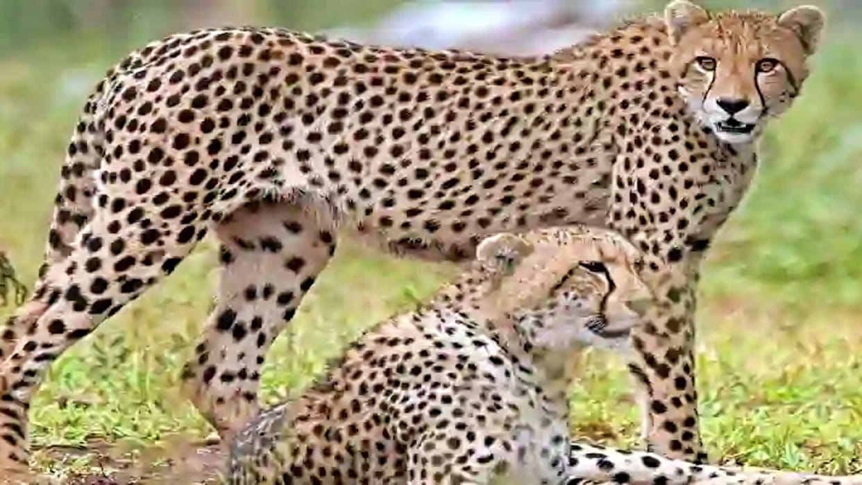 Project Cheetah: Cheetahs' second home ready, South African experts will review preparations in February