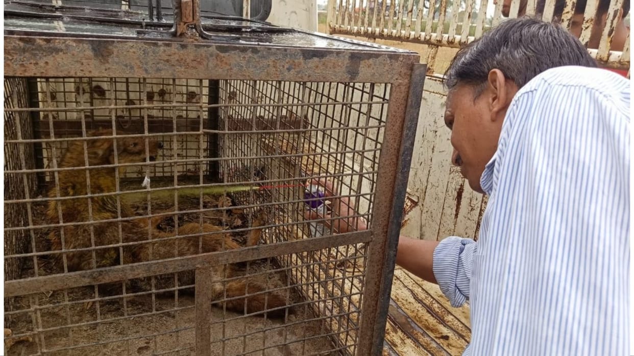 Poachers seriously injured female jackal with shrapnel, Wildlife Department team did rescue