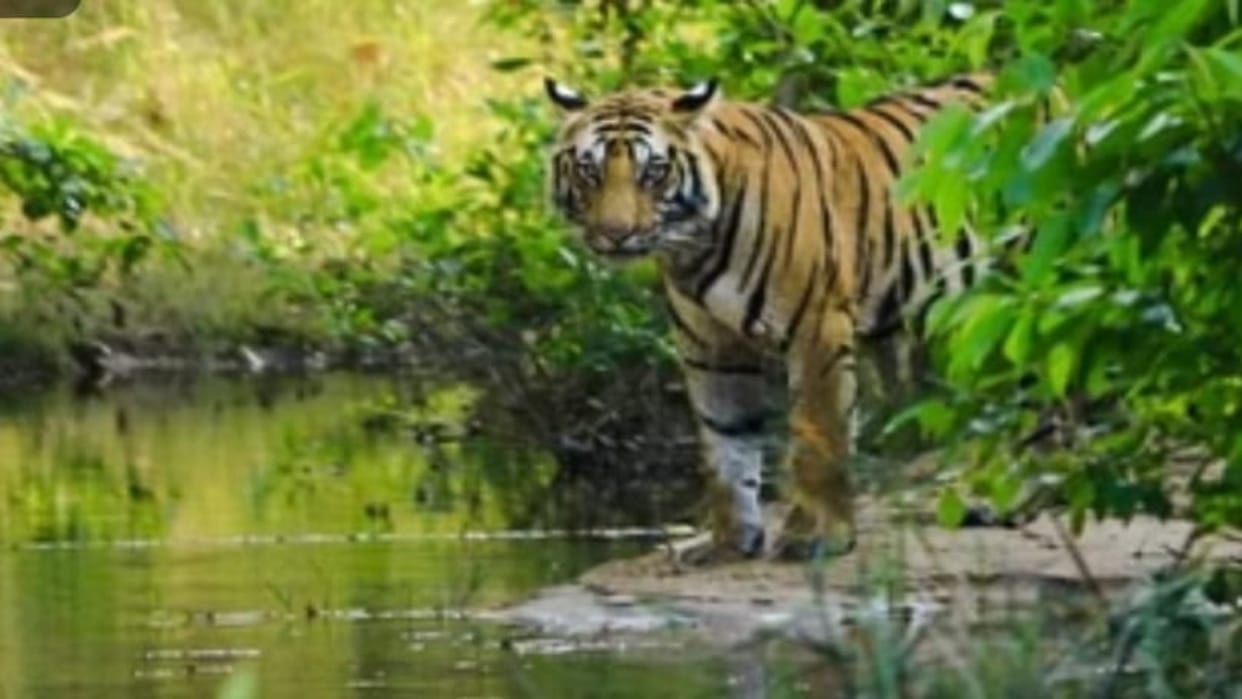 Tigress Radha's second daughter gave birth to three cubs in Nauradehi Sanctuary