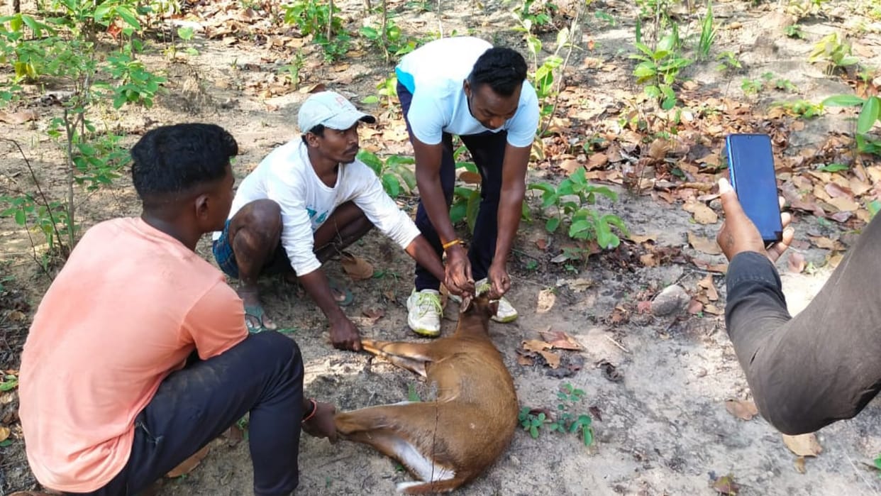chhattisgarh forest department team saved fawn that fell into well in korba