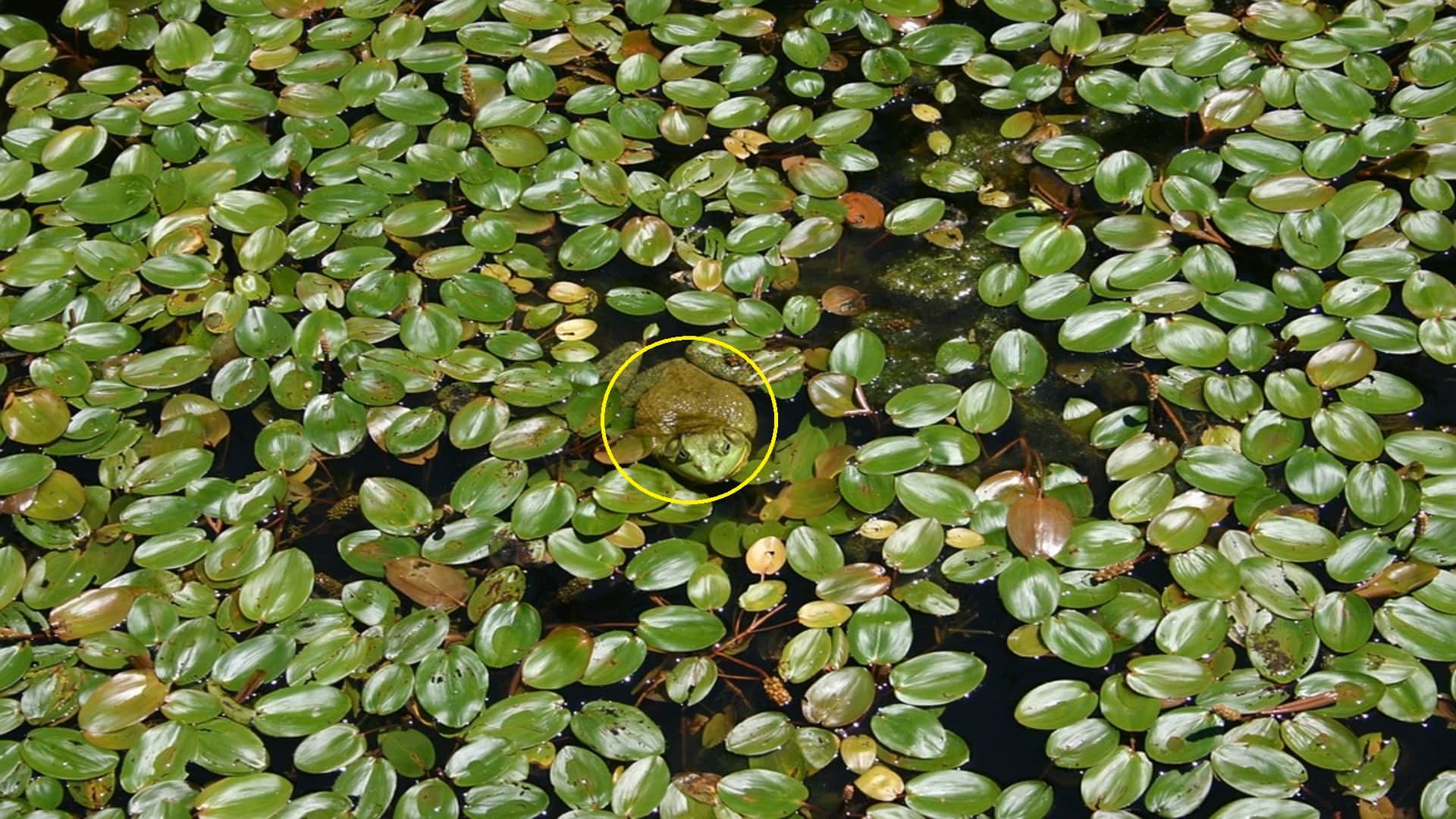 Optical Illusion: Can you spot a frog in the lake in 4 seconds?