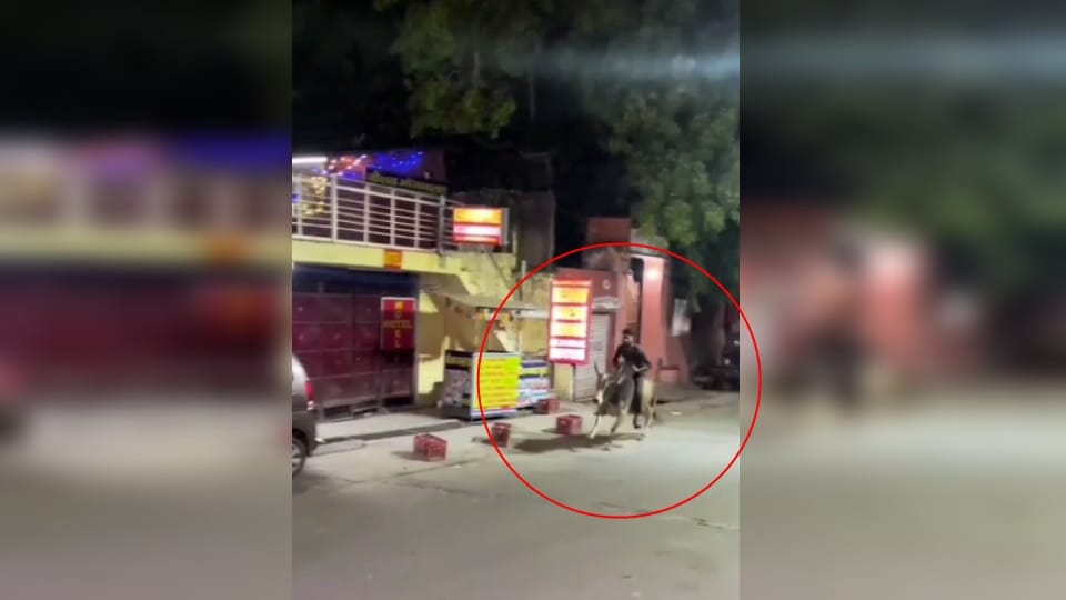 Rishikesh Viral News Drunk Youth done bull ride removed from job