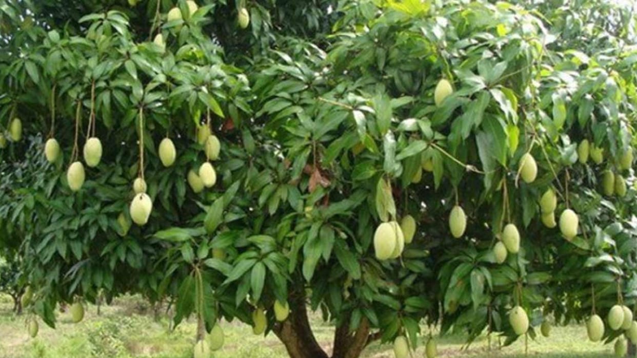 Innocents were taken hostage and beaten for plucking mangoes in Sanjay Nikunj nursery of Amarwada.