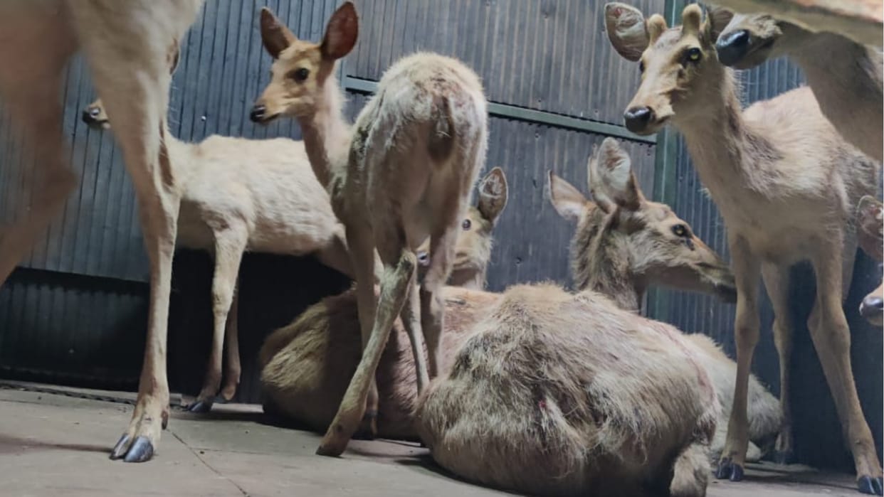 The family will increase 18 reindeer in the Magadhi zone of Bandhavgarh Tiger Reserve Umaria