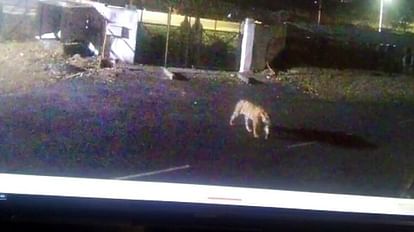 Indore News: आर्मी कॉलेज के पास दिखा बाघ, फॉरेस्ट विभाग तलाश में जुटा Tiger in Mhow army war college