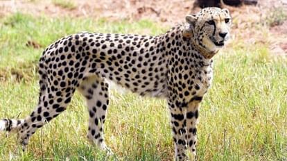 Kuno National Park: दक्षिण अफ्रीका से लाई गई मादा चीता 'दक्षा' की मौत, नर चीते ने किया था हमला Project Cheetah: Another Cheetah Died in Kuno National Park