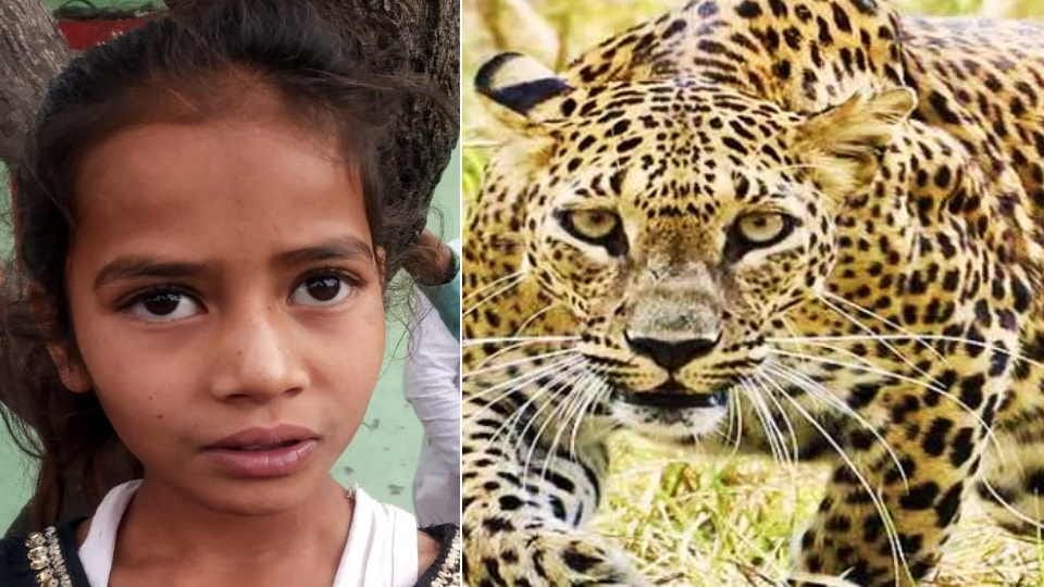 Dehradun Vikasnagar News Leopard was roaming around children eight year old Nazia saved her three brothers