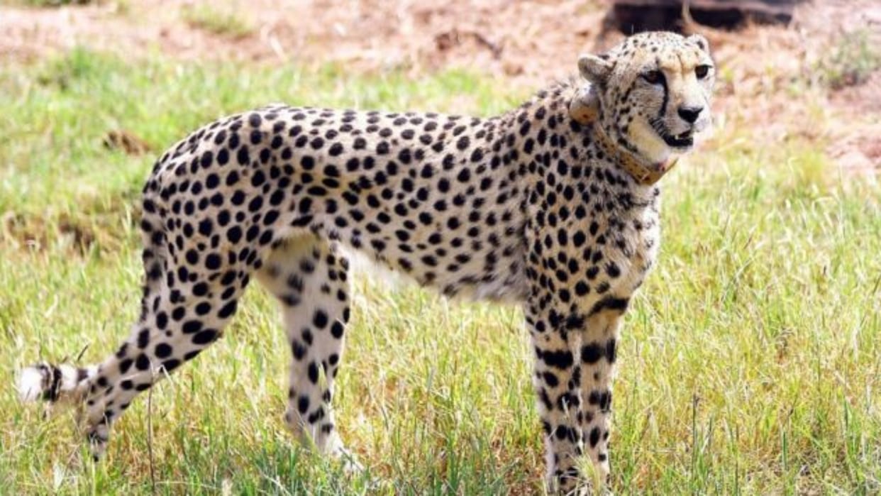 Fatalities normal if animals sent to new environment: Namibia envoy on cheetah deaths