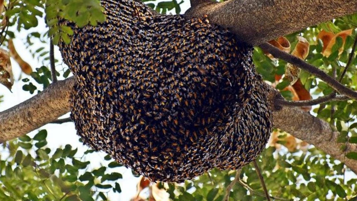 Death of a young man who jumped from the third floor of the hospital to avoid a bee attack in Khandwa