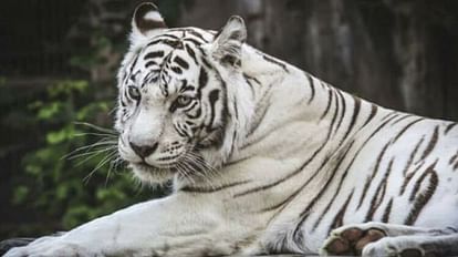 Rewa News: Death of white tigress Vindhya, who populated Vindhya with tigers, now only three white tigers are
