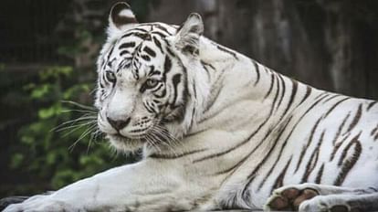Rewa News: विंध्य को बाघों से आबाद करने वाली सफेद बाघिन विंध्या की मौत, अब बचे हैं सिर्फ तीन सफेद बाघ Rewa News: Death of white tigress Vindhya, who populated Vindhya with tigers, now only three white tigers are