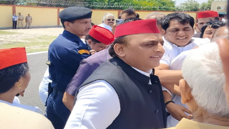 Bulls and bulls are watching traffic arrangements in Smart City