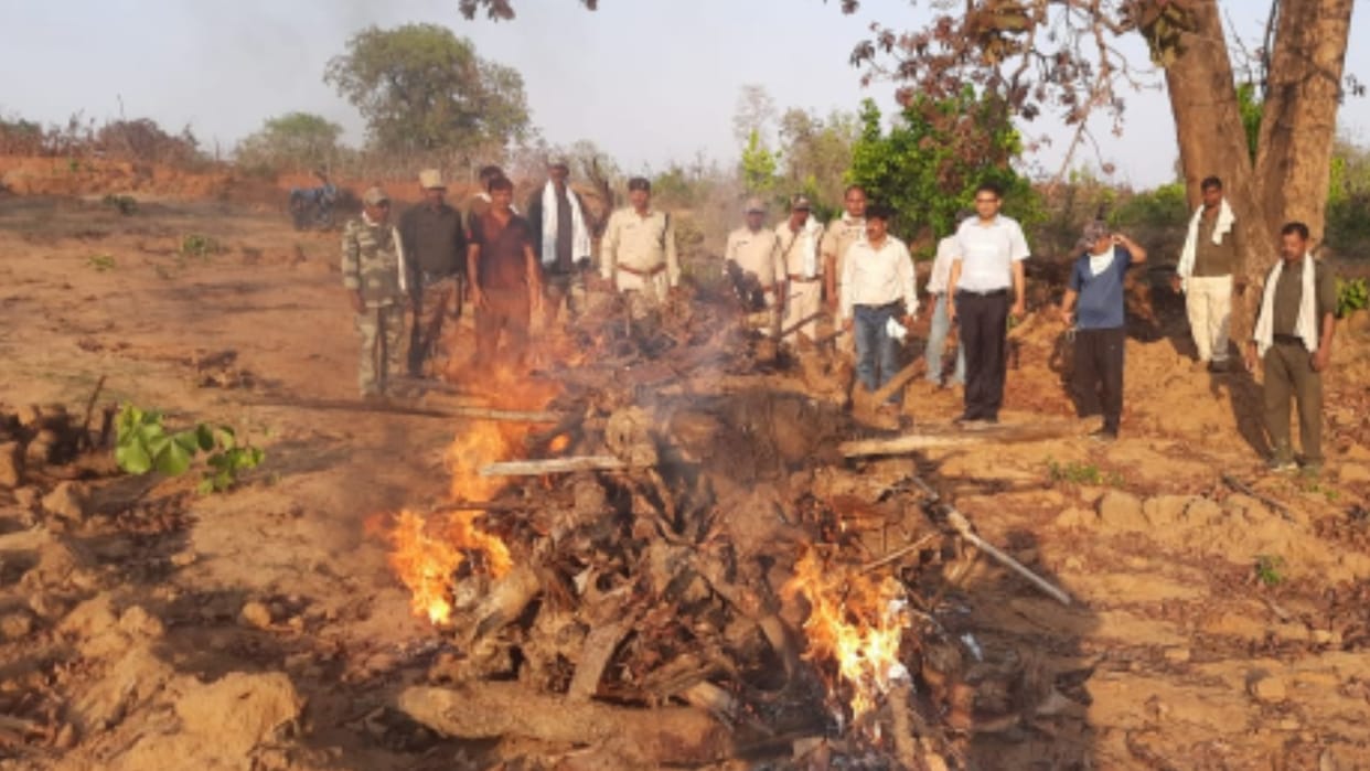 Several days old rotten carcass of tiger found in Panpatha buffer zone of Bandhavgarh Tiger Reserve