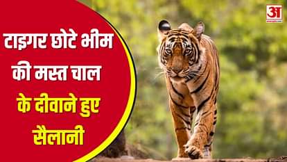 Bandhavgarh Tiger Reserve: Tourists are happy to see Tiger Chhota Bheem, video goes viral on social media