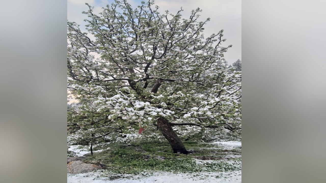 Cold Wave in Himachal Pradesh Hailstorm, Snowfall IMD Forecast Weather News in Hindi
