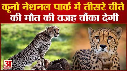 third cheetah died in mp kuno national park