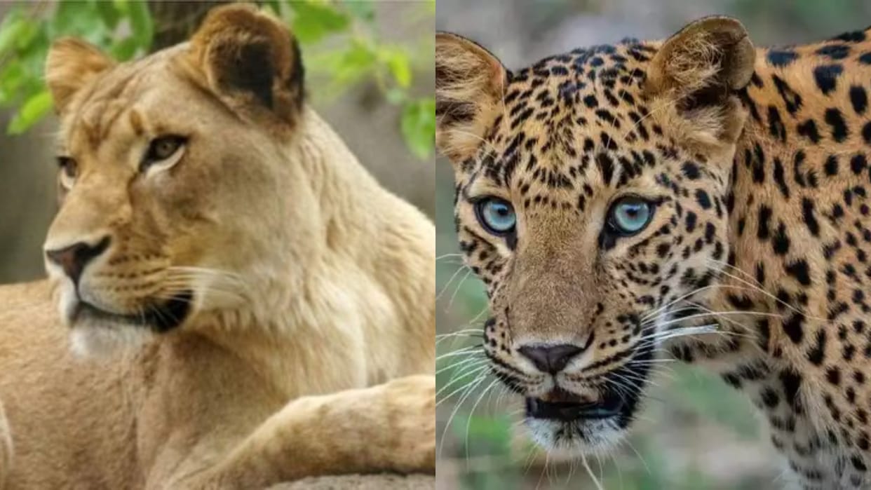 Gujarat: Lioness kills five-month-old child in Gujarat, leopard kills three-year-old child