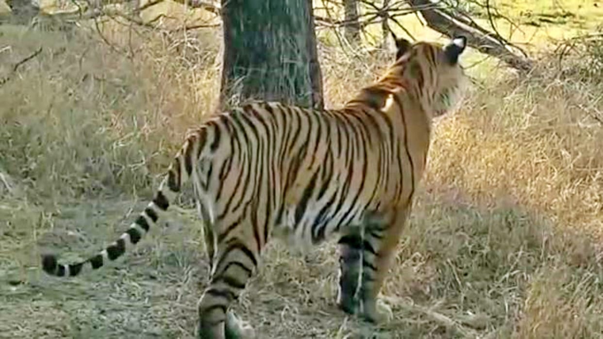 Rajasthan Shifting of dreaded Tiger T-104 from Ranthambore to Udaipur Sajjangarh