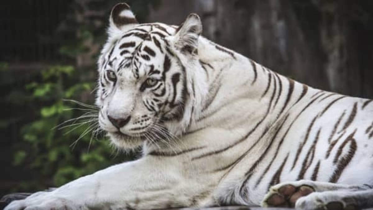 Tigress dominates Terai forests Status of Tigers Predators and Prey in India-2022 report released Uttarakhand
