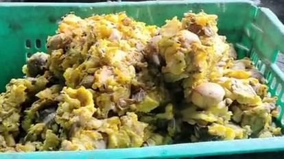 Bhopal News: गंदगी के ढेर पर समोसे, मसाले पर भिन-भिना रही थी सैकड़ों मक्खियां, फैक्ट्री सील Bhopal News: Hundreds of flies were buzzing on samosas, spices, factory sealed