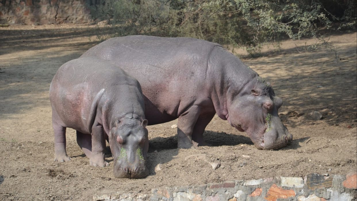 Administration of Indore and Jamnagar zoos expressed their desire to take Bhiwani's hippopotamus