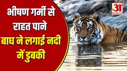 Bandhavgarh Tiger Reserve: Mercury rises tiger takes a dip to get relief from the scorching heat see video