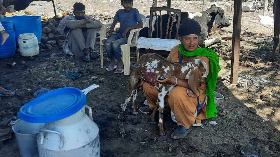 Eight goats burnt to death in Chandigarh