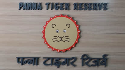 Seoni: Dead cub found in Karmijhiri area of Pench Tiger Reserve, fear of death in big tiger attack