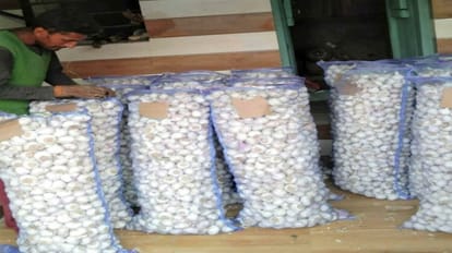 Sirmaur Garlic: 740 करोड़ तक पहुंचा सिरमौर में लहसुन का कारोबार, 80 फीसदी फसल की हुई बिक्री Garlic business in Sirmaur reached 740 crores, 80 percent of the crop was sold